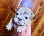 Small #5 Bulldog