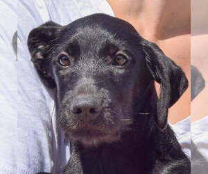 Irish Wolfhound-Unknown Mix Dogs for adoption in Huntley, IL, USA
