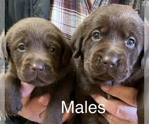 Labrador Retriever Puppy for sale in MOUNT AIRY, NC, USA
