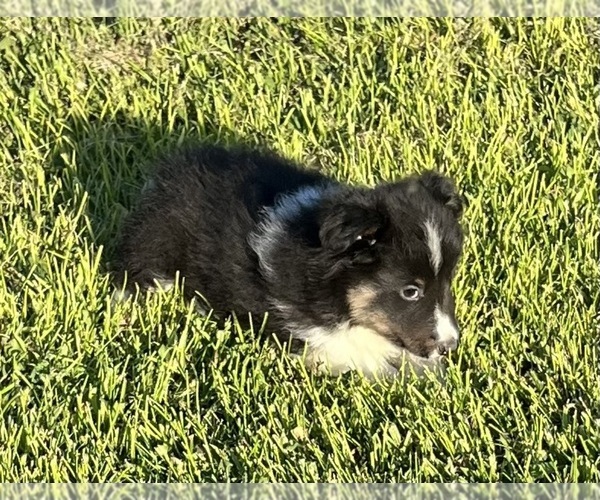 Medium Photo #21 Shetland Sheepdog Puppy For Sale in FORT MORGAN, CO, USA