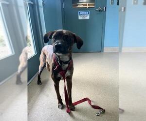 Mutt Dogs for adoption in Newton, NC, USA