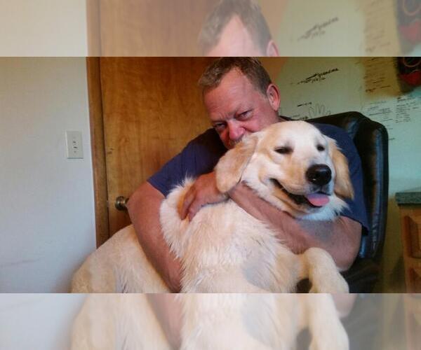 Medium Photo #9 English Cream Golden Retriever Puppy For Sale in NORTHWOOD, OH, USA