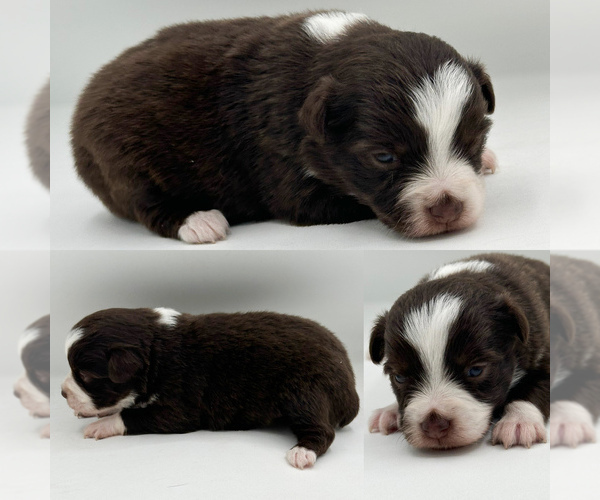 Medium Photo #2 Miniature Australian Shepherd Puppy For Sale in BROOKER, FL, USA
