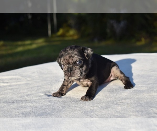 Medium Photo #5 Pug Puppy For Sale in PALM COAST, FL, USA