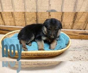 German Shepherd Dog Puppy for Sale in WARREN, Texas USA