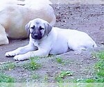 Small Photo #2 Anatolian Shepherd Puppy For Sale in MAPLE VALLEY, WA, USA
