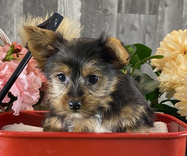 Medium Photo #4 Yorkshire Terrier Puppy For Sale in CANOGA, NY, USA