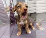 Small #1 Mutt