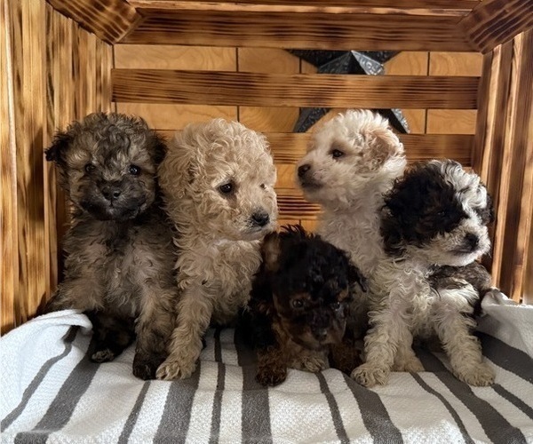 Medium Photo #5 Poodle (Miniature) Puppy For Sale in CURTISS, WI, USA