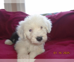 Old English Sheepdog Puppy for sale in RAYMORE, MO, USA