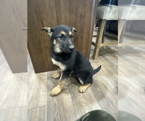 Medium Photo #15 German Shepherd Dog Puppy For Sale in OSAGE CITY, KS, USA