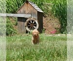 Small #1 Golden Retriever
