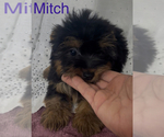 Small #2 Yorkshire Terrier
