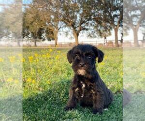 Schnoodle (Miniature) Puppy for sale in EL CAMPO, TX, USA