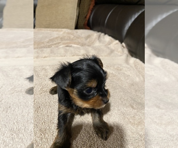 Medium Photo #2 Yorkshire Terrier Puppy For Sale in EVANSDALE, IA, USA