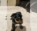 Small #1 Yorkshire Terrier
