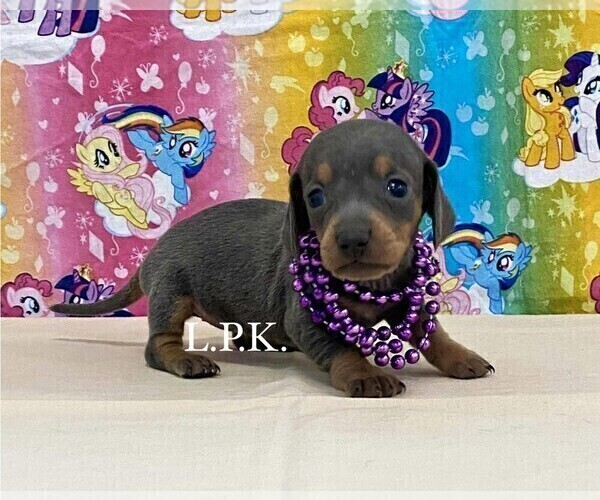 Medium Photo #2 Dachshund Puppy For Sale in WINNSBORO, LA, USA