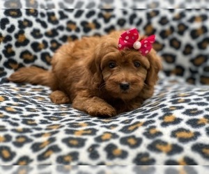 Goldendoodle (Miniature) Puppy for sale in LAKELAND, FL, USA