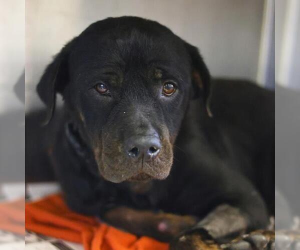 Medium Photo #1 Rottweiler-Unknown Mix Puppy For Sale in San Antonio, TX, USA