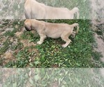 Small Photo #24 Mastiff Puppy For Sale in PARIS, IL, USA