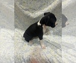 Small Photo #2 Boxer Puppy For Sale in CLAREMORE, OK, USA