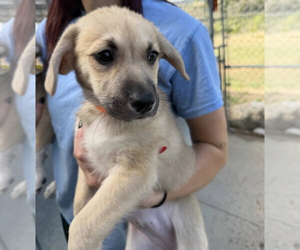 Medium Photo #3 Labrenees Puppy For Sale in Lakewood, CO, USA