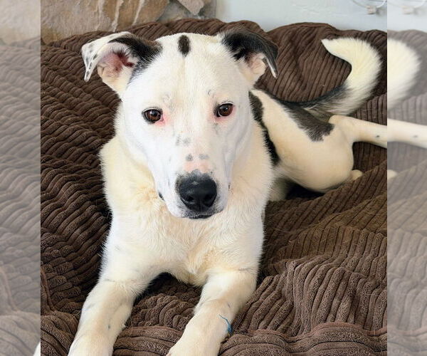 Medium Photo #2 Border Collie-Unknown Mix Puppy For Sale in Sandy, UT, USA