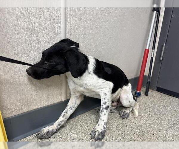 Medium Photo #1 Border Collie-Unknown Mix Puppy For Sale in Visalia, CA, USA