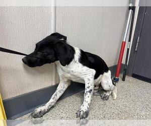 Border Collie-Unknown Mix Dogs for adoption in Visalia, CA, USA