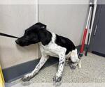 A256578 - Male Border Collie-Unknown Mix Dog for Adoption - Small photo