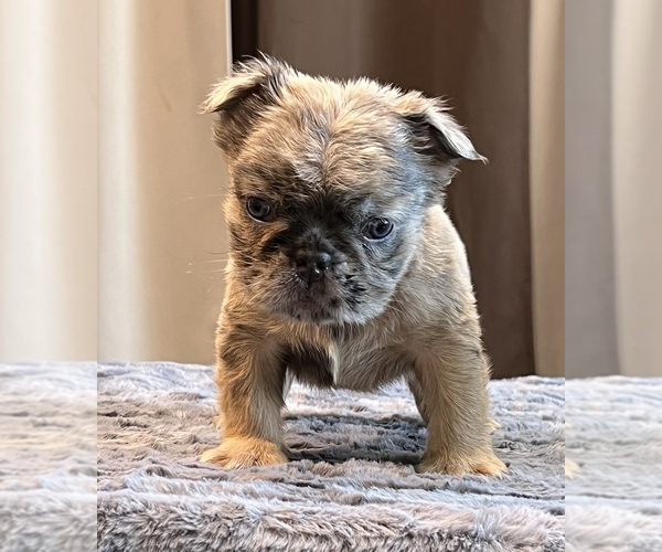 Medium Photo #10 English Bulldog Puppy For Sale in LANCASTER, CA, USA