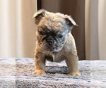 Small #9 English Bulldog