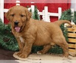 Small Photo #11 Golden Irish Puppy For Sale in JONES, MI, USA