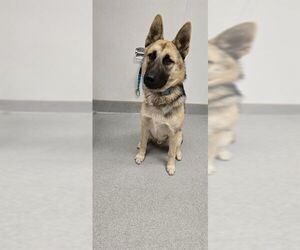 German Shepherd Dog Dogs for adoption in Rancho Cucamonga, CA, USA