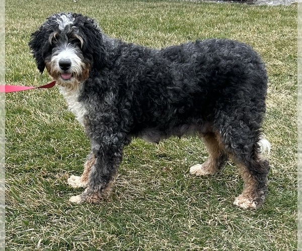 Medium Photo #1 Bernedoodle (Miniature) Puppy For Sale in MIDDLEBURY, IN, USA