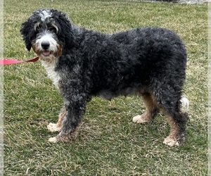 Mother of the Bernedoodle (Miniature) puppies born on 06/27/2025