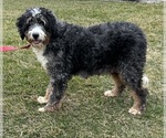 Small Photo #1 Bernedoodle (Miniature) Puppy For Sale in MIDDLEBURY, IN, USA