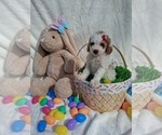 Small #19 Goldendoodle (Miniature)