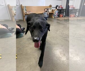 Labrador Retriever Dogs for adoption in Fairfield, IL, USA