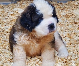 Saint Bernard Puppy for sale in ARKANSAW, WI, USA