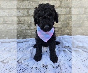 Labradoodle Puppy for sale in WILLIAMSTOWN, KY, USA
