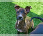 Small Labrador Retriever Mix