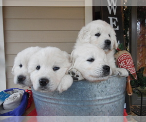 Owczarek Podhalanski Puppy for sale in WACO, TX, USA