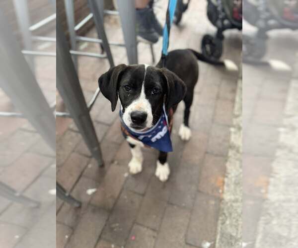Medium Photo #7 Labbe Puppy For Sale in Holly Springs, NC, USA