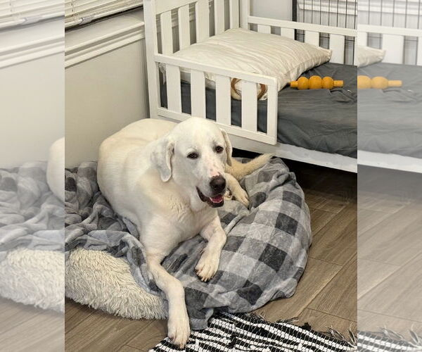 Medium Photo #1 Great Pyrenees-Unknown Mix Puppy For Sale in Houston, TX, USA