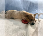 Small #2 Mutt