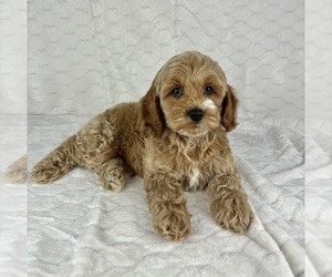 Cock-A-Poo Puppy for sale in FRANKLIN, IN, USA