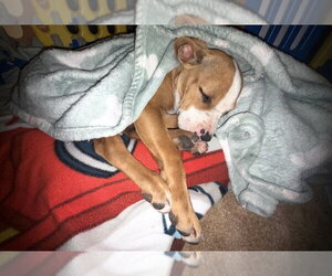 Boxer-Unknown Mix Dogs for adoption in Dana Point, CA, USA