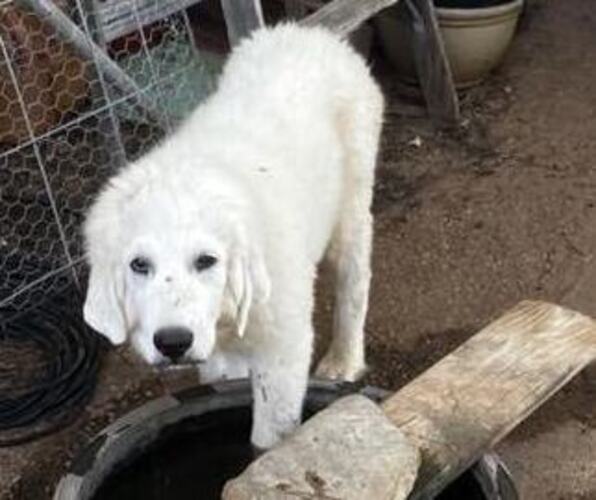 Medium Photo #3 Great Pyrenees Puppy For Sale in MULLIN, TX, USA