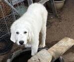 Small #2 Great Pyrenees
